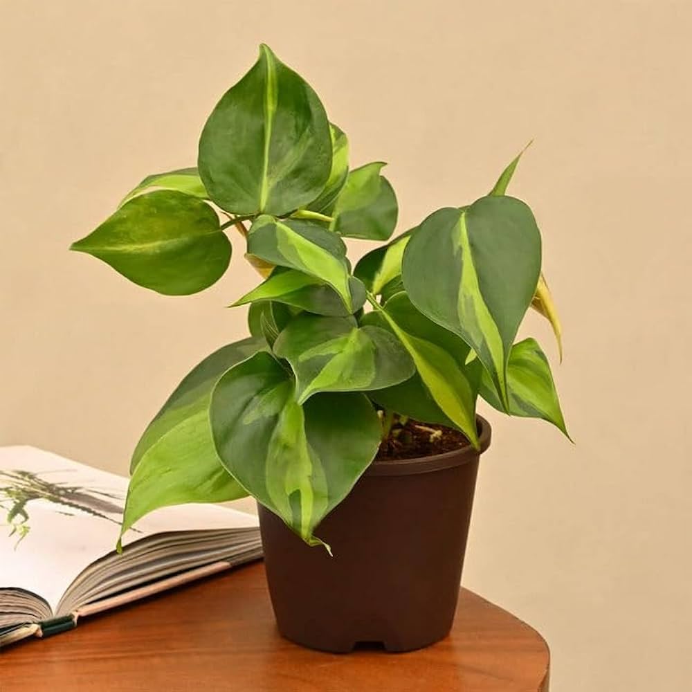 Philodendron Plant Combo